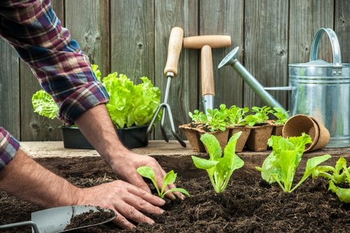 Professional gardener working in Parkdale outdoor space